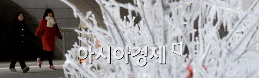 [포토]'추위 속 얼음 나무'