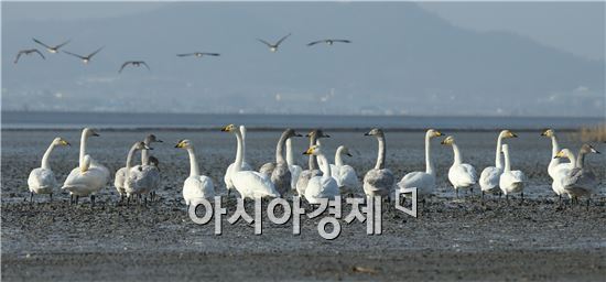 [포토]강진만(灣) 고니들의 휴식