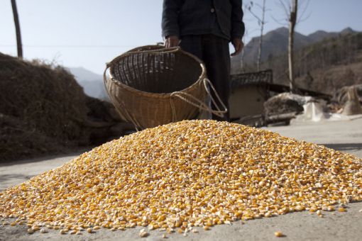 세계 식량가격지수 10개월째 상승세…정부 "관세 조정"