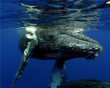 고래의 종류 "바다 최강의 고래가 따로 있다고?"