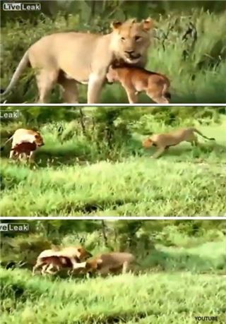 ▲송아지 보호하는 사자(출처: 유튜브)