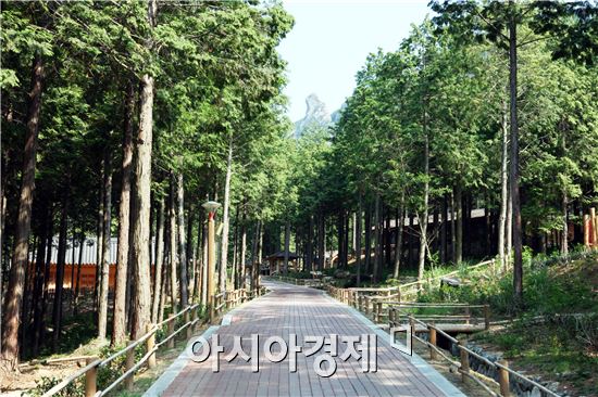 장흥군 " 편백숲 우드랜드" 치유효과 밝혀져
