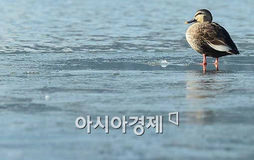 [포토]'벌써 얼음이 얼었네'