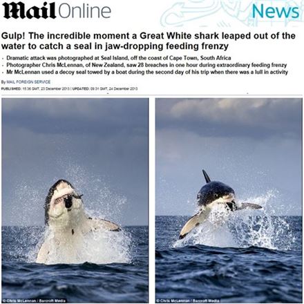 거대 백상어의 물개 사냥 "가장 터프한 야생의 모습"