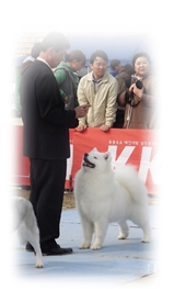 사모예드 성격(출처:한국사모예드클럽)