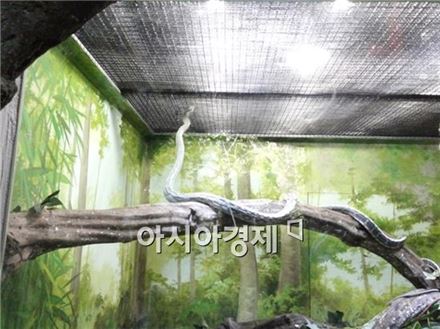 ▲열대우림관에 있는 뱀.
