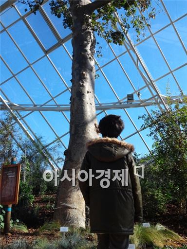 ▲지중해관에 있는 바오밥 나무. '어린왕자'가 떠오른다.