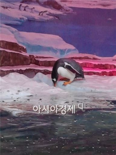 ▲극지관에 가면 펭귄을 만날 수 있다.