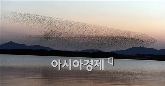 [포토]하늘을 덮은 가창오리 군무