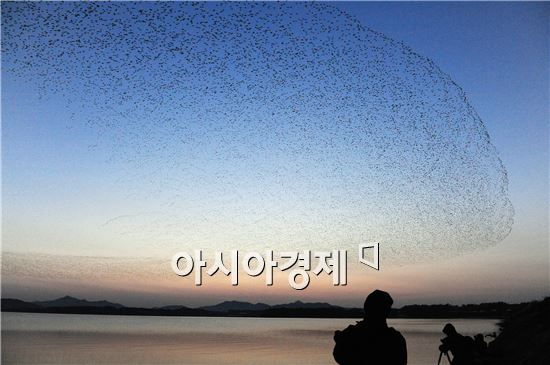 [포토]하늘을 덮은 가창오리 군무