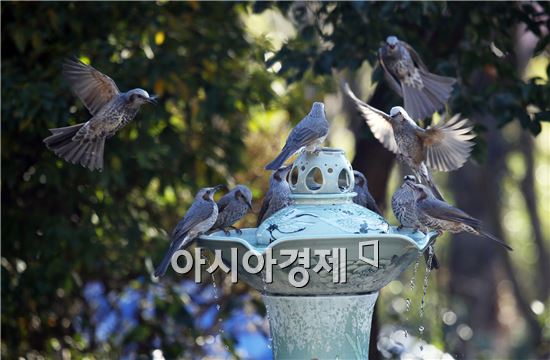 [포토]묵 축이는  직박구리