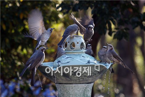 [포토]날갯짓하는  직박구리