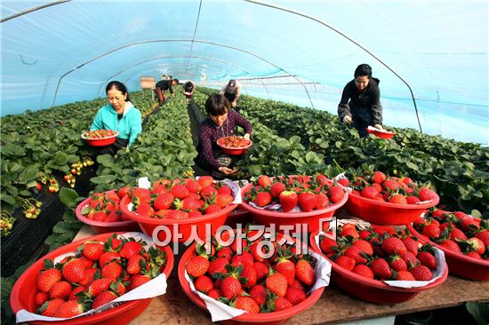 [포토]친환경 농법, '달콤한 딸기' 사세요
