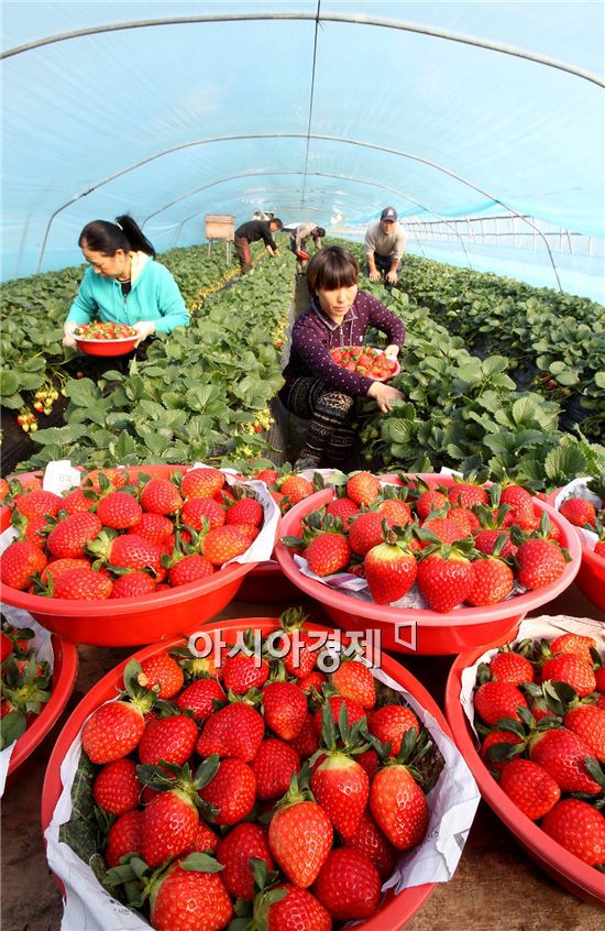 [포토]친환경 농법, '달콤한 딸기' 사세요