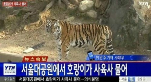 지난해 11월 서울대공원 동물원에서 호랑이가 탈출해 사육사를 물어 사망케하는 사고가 발생했다. 사진은 당시 한 방송의 보도 화면.  