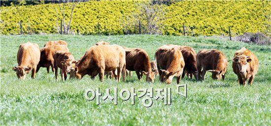 함평군, 3년 연속 녹색축산시책 종합 평가 대상 수상 