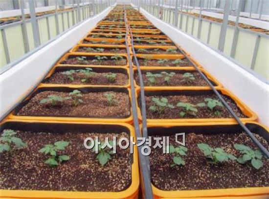 남원시,춘향씨감자 대량생산 박차