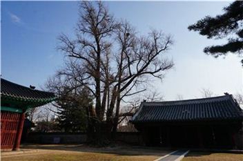 '성균관 터줏대감' 500년 은행나무 서울시 문화재된다