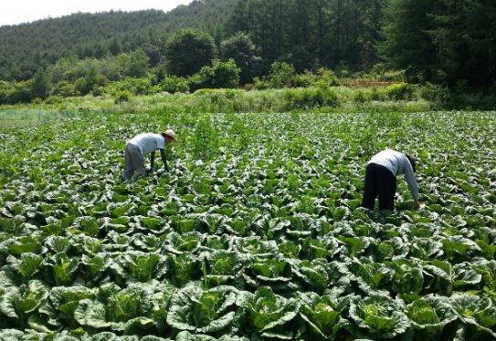 [농산물 유통단계 줄이자<上>] 직송배추 습격사건