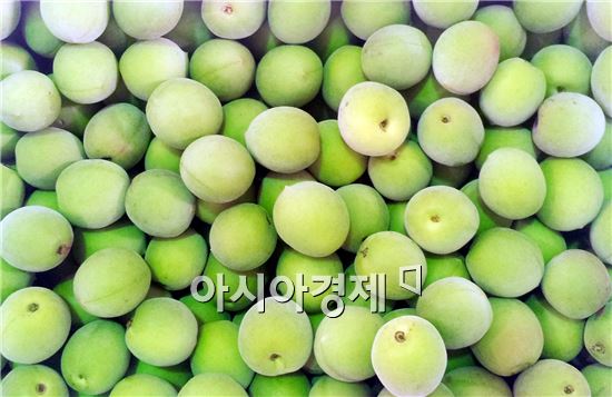 순천매실 지리적 표시 단체표장 등록 획득