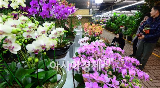 [포토]입춘을 앞두고, '활짝 핀 꽃'