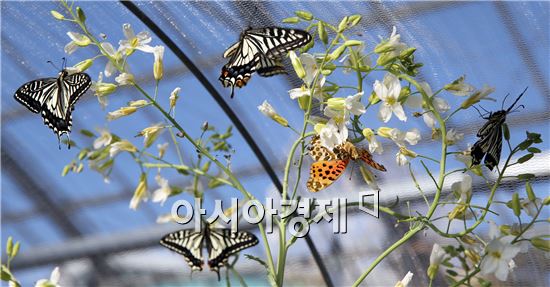 [포토]봄맞이 하는 함평나비