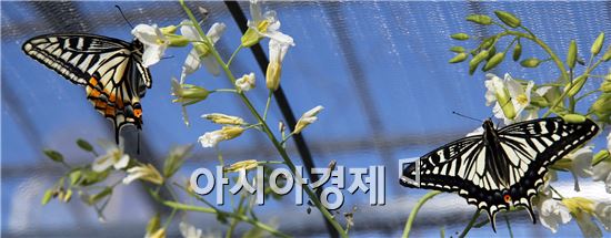 [포토]봄을 부르는 화려한 나비