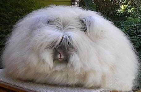 앙골라 토끼, 거대한 털뭉치…무게 달아보니