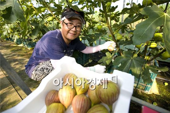 해남군, 특화작목  확대 육성한다