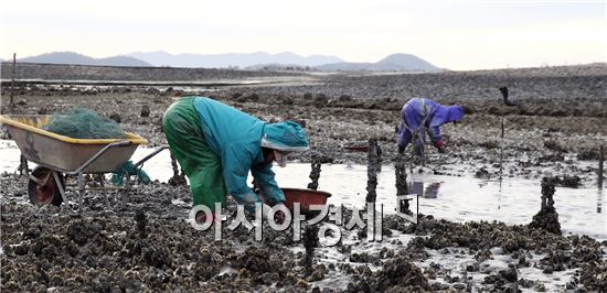 [포토]강추위속에 석화(石花)따는 어민들