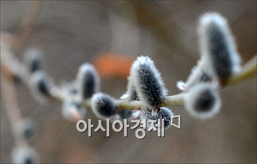 [포토]서울도 '봄기지개'