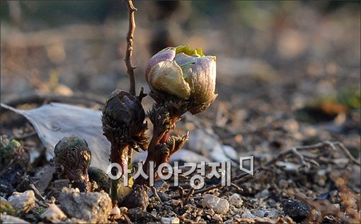 [포토]숲속에 찾아온 봄소식