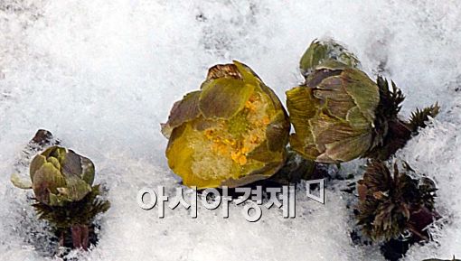 [포토]눈밭 뚫고 나온 복수초