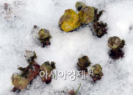 [포토]'얼음꽃 피었네~'