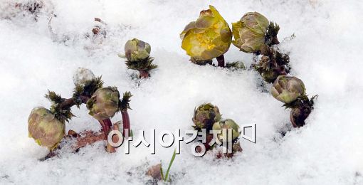 [포토]봄 기지개 펴는 복수초