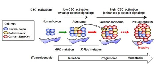 ▲암화가 시작되면 정상대장(Normal colon)이 선종(Adenoma)으로 발전하고 암 줄기세포도 활성화된다.[사진제공=미래부] 
