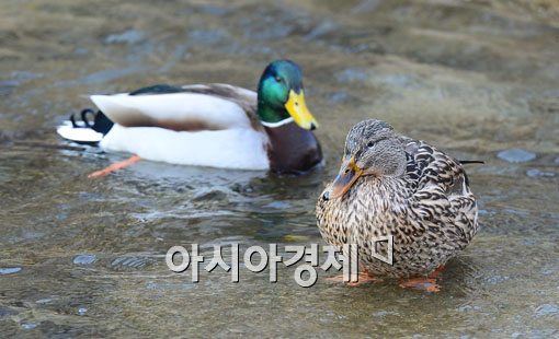 [포토]청계천 노니는 청둥오리 