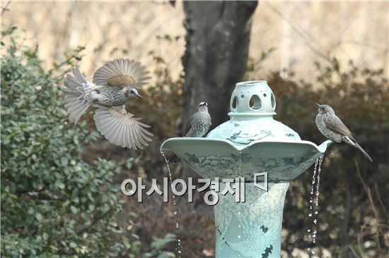 [포토]목 축이는 직박구리