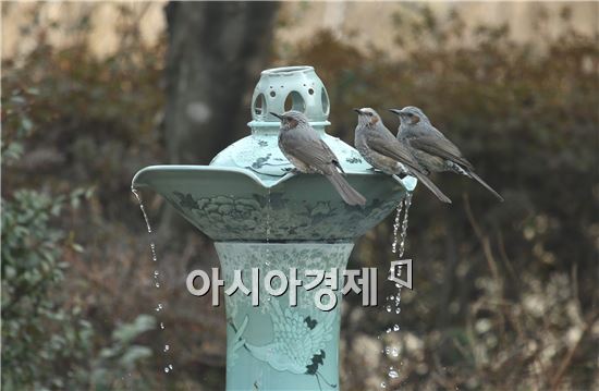 [포토]목 축이는 직박구리