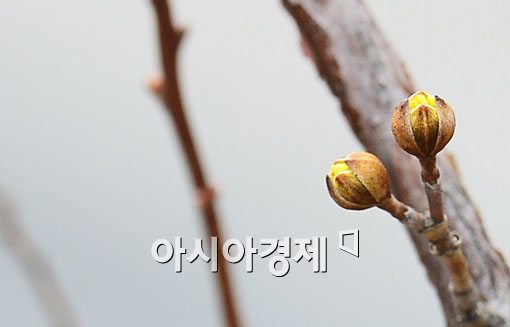 [포토]봄을 기다리는 꽃망울 