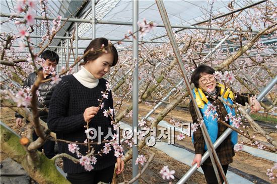 동해안 폭설속에 춘향골 복사꽃 만개