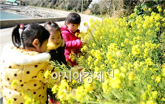 [포토]봄의 전령 유채꽃 활짝 펴