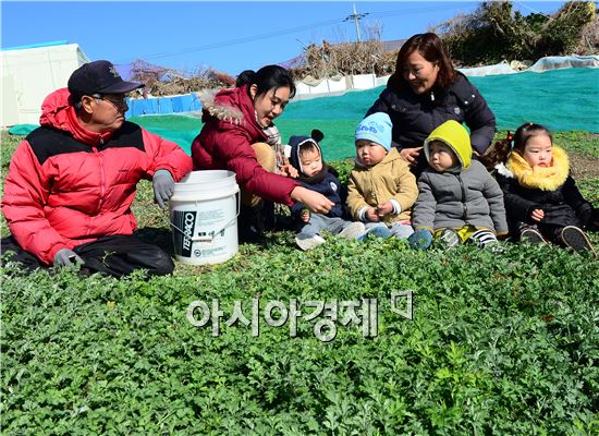 [포토]수확기 맞은 여수 거문도 해풍쑥