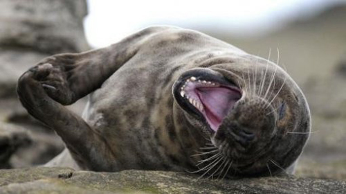 웃음보 터진 물개, 드러누워 박장대소…"빵 터졌네"