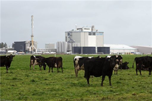젖소가 뉴질랜드 경제를 먹여살리고 있다. 사진=블룸버그