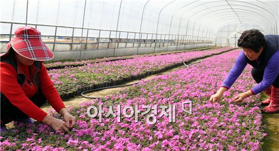 [포토]도로변을 화사하게 수 놓을 '홍설'