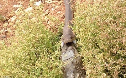 악어 잡아먹는 뱀, 악어를 통째로 삼켜 '경악' 