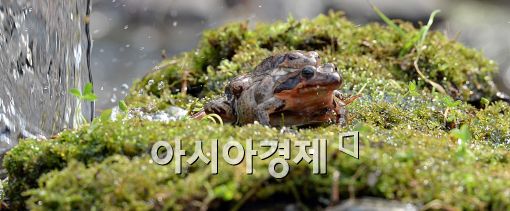 [포토]성큼 다가오는 봄을 맞이하는 개구리