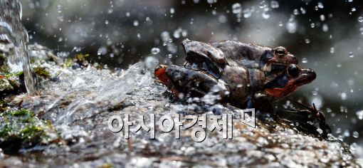 [포토]봄을 맞이하며, 짝짓기하는 개구리