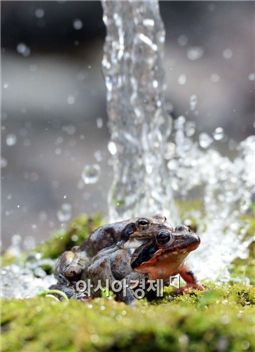 경칩 유래, 만물이 겨울잠에서 깨는 ‘봄의 전령사’